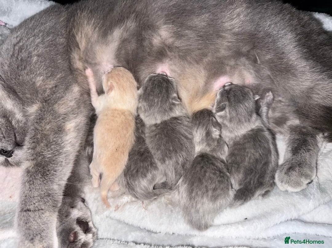 British Shorthair cats for sale: Champion mum & dad litter 1 🩵 & 1 🩷 - Image 17