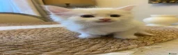 Turkish Angora cats for sale: 🐾 Two adorable kittens looking for a forever home in Hemel Hempstead - Advert 13