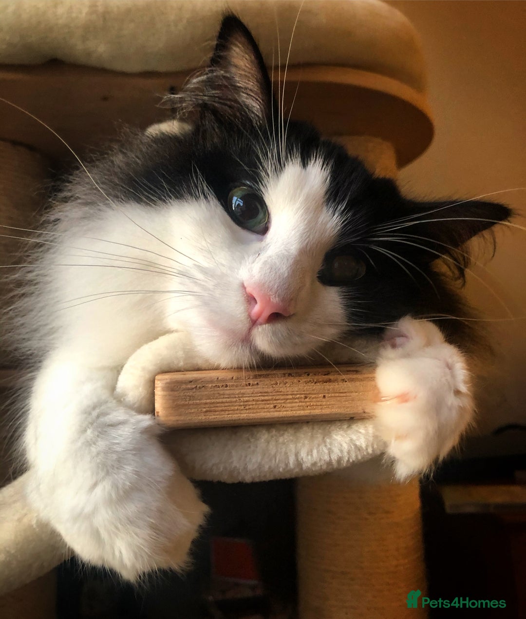 Norwegian Forest Cat cats for sale: Cuddly male Norwegian looking for forever home - Image 11