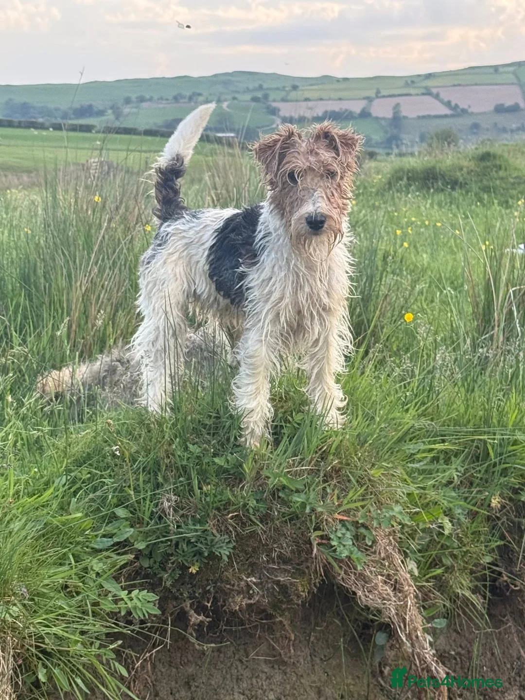 Fox Terrier dogs for sale: Fox Terrier   - Advert 1