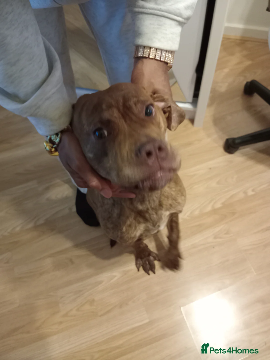 Dogue De Bordeaux dogs for sale: Our lovely happy puppy [full breed] - Advert 4