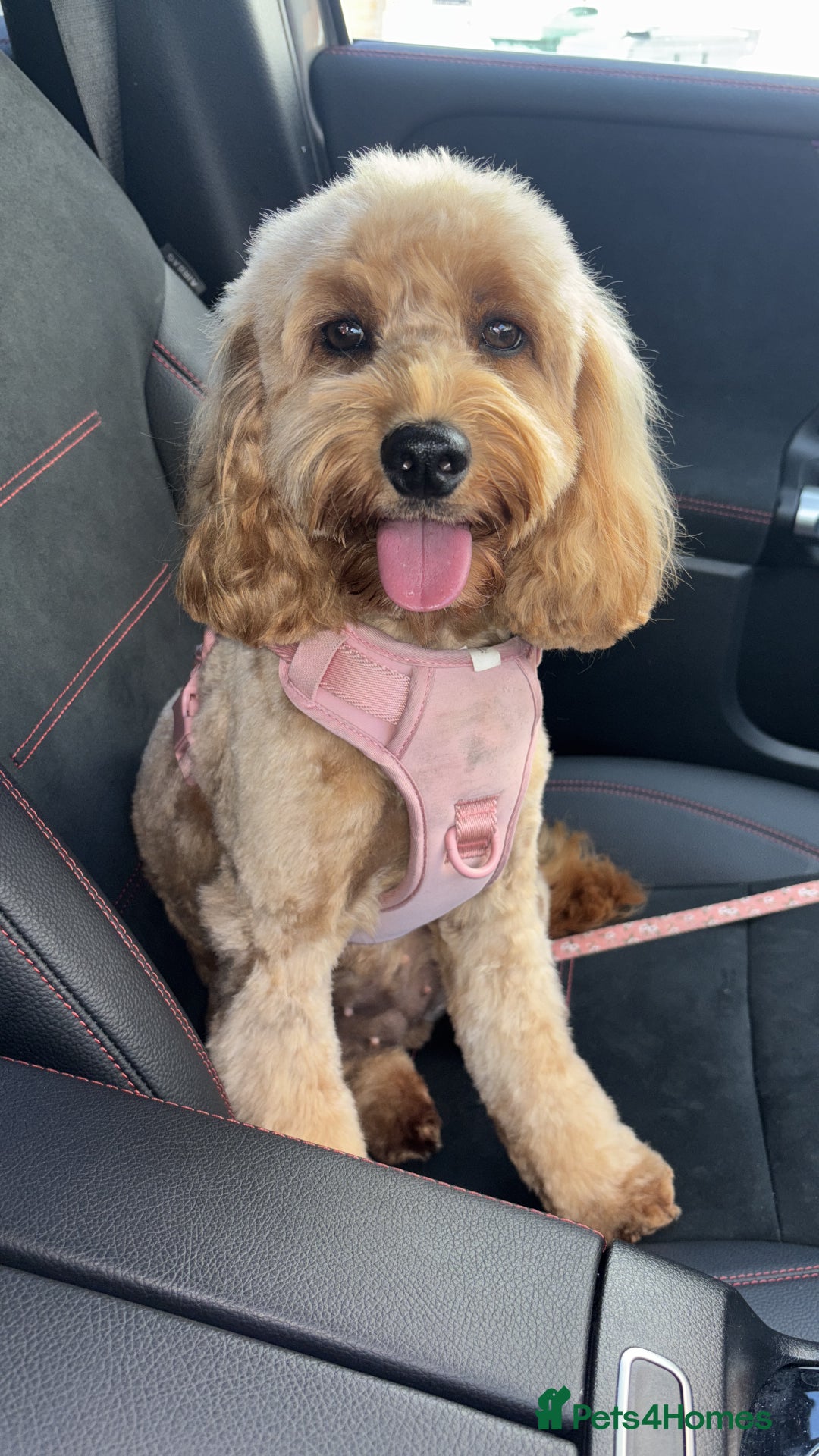 Cockapoo dogs for sale: Beautiful mixed Merle F2B Cockapoos  - Image 2