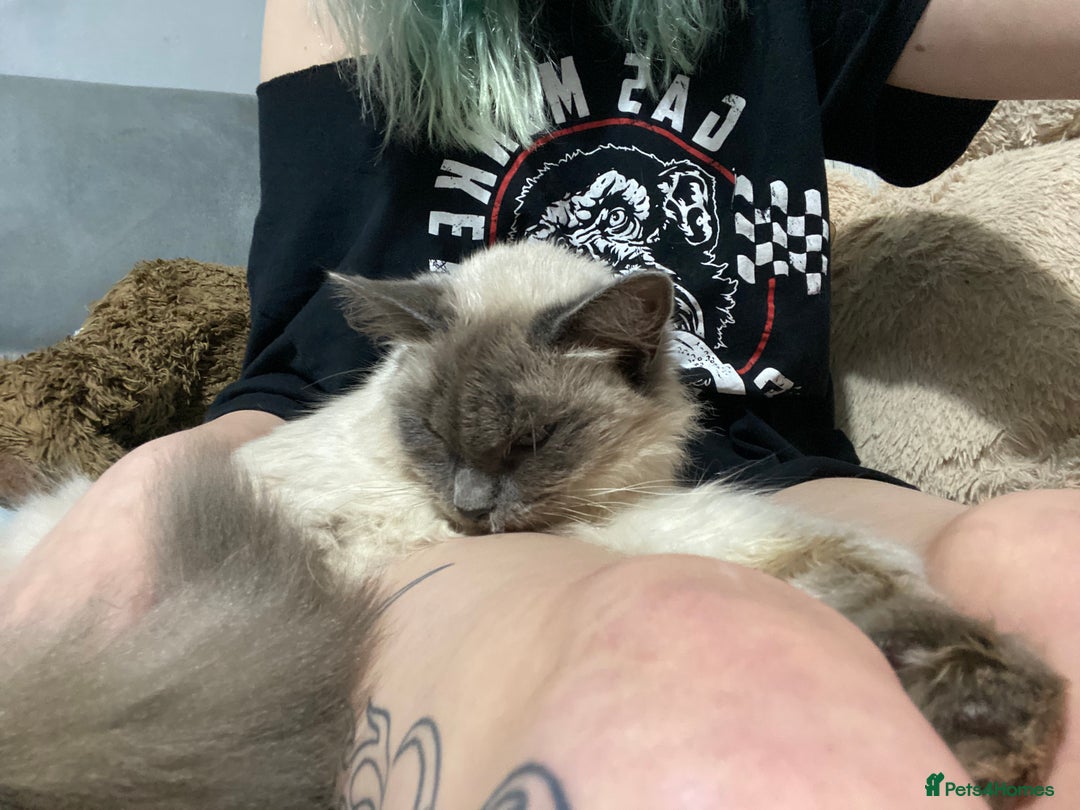 Maine Coon cats for sale: Tsuki Maine Coone White and Grey 1 Years Old - Advert 4