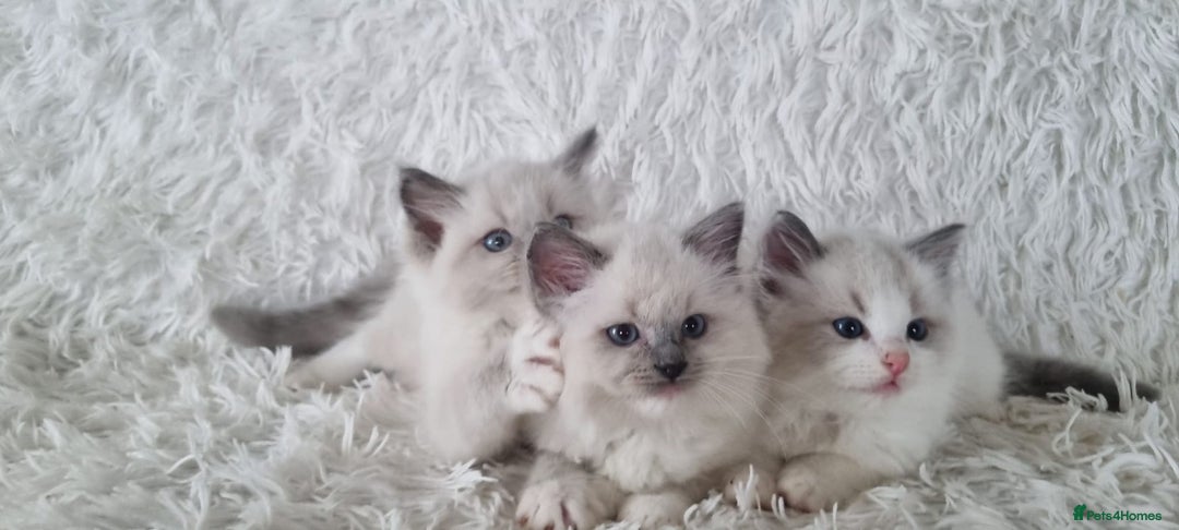 Ragdoll cats for sale: 💕BEAUTIFUL TICA REGISTERED RAGDOLLS KITTENS💕  - Advert 23