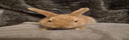 Mixed Breed rabbits for sale: 5 Cute Baby Lionhead X Rabbits - Advert 4