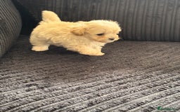 Maltipoo dogs for sale: Adorable Micro Maltipoo f1s  - Image 4