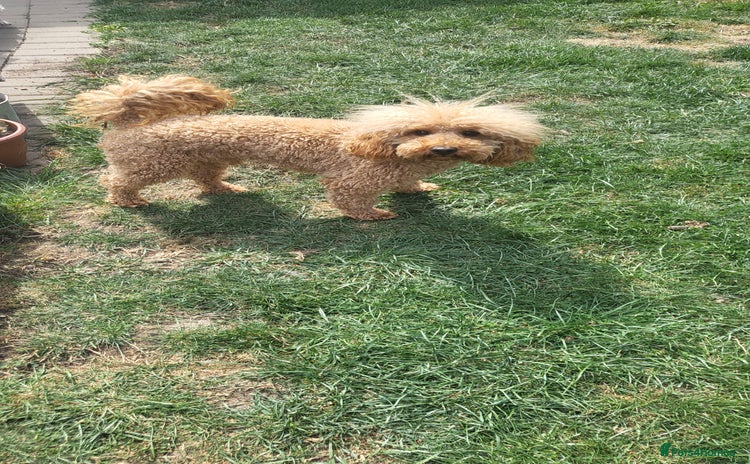 Toy Poodle dogs - Advert 1