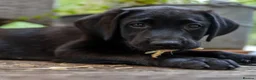 Labrador Retriever dogs for sale: Labrador puppies in Waterlooville - Advert 11