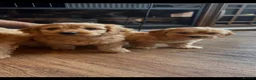Cockapoo dogs for sale: Cockapoo puppies  - Advert 8