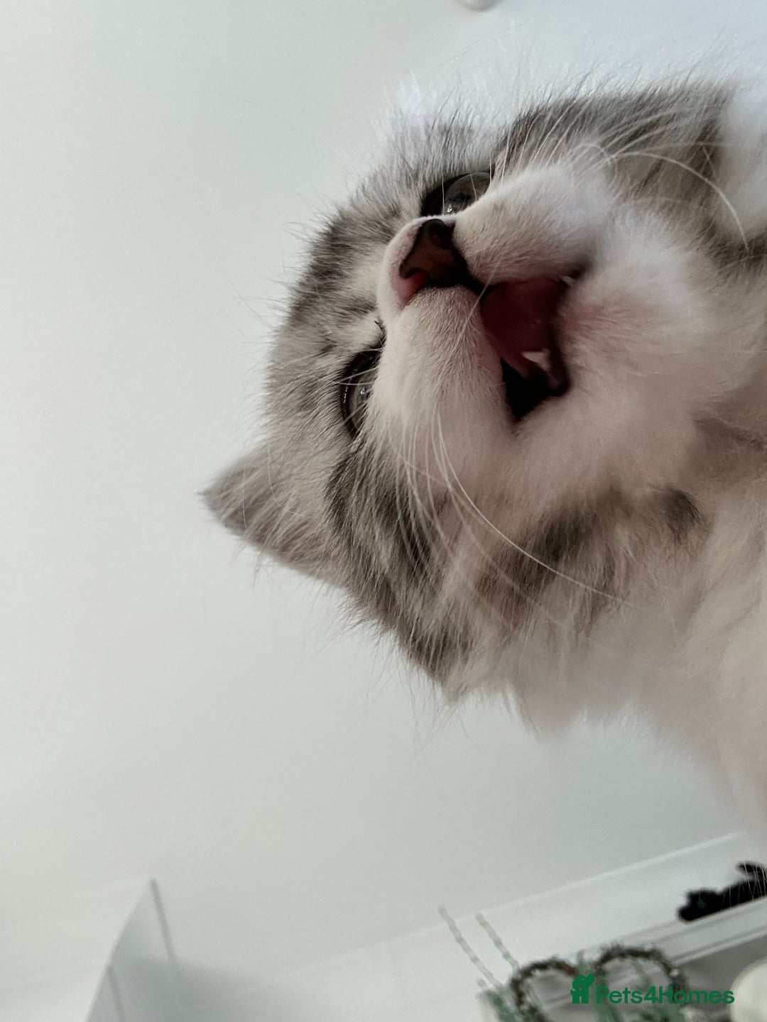 Persian cats for sale: Persian cross kittens  - Image 17