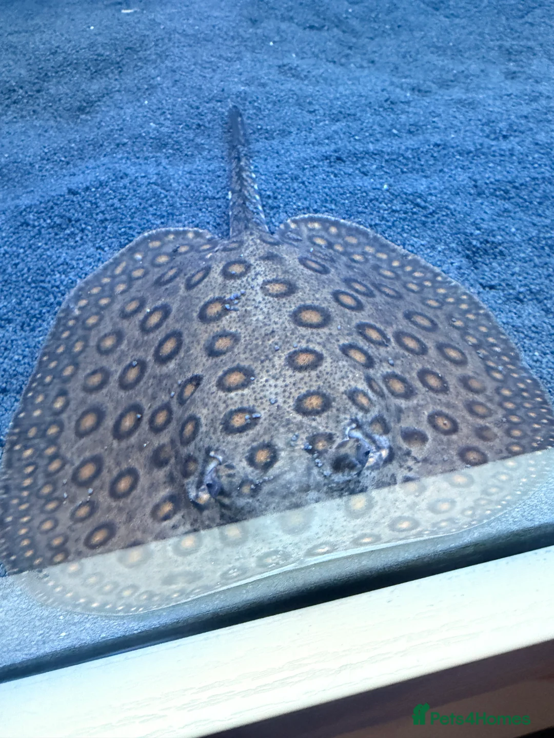 Other/Mixed Breed fish for sale: Stingray for sale!! - Advert 3