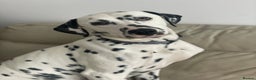 Dalmatian dogs for sale: Potential rehome - male LUA Dalmatian  - Advert 19