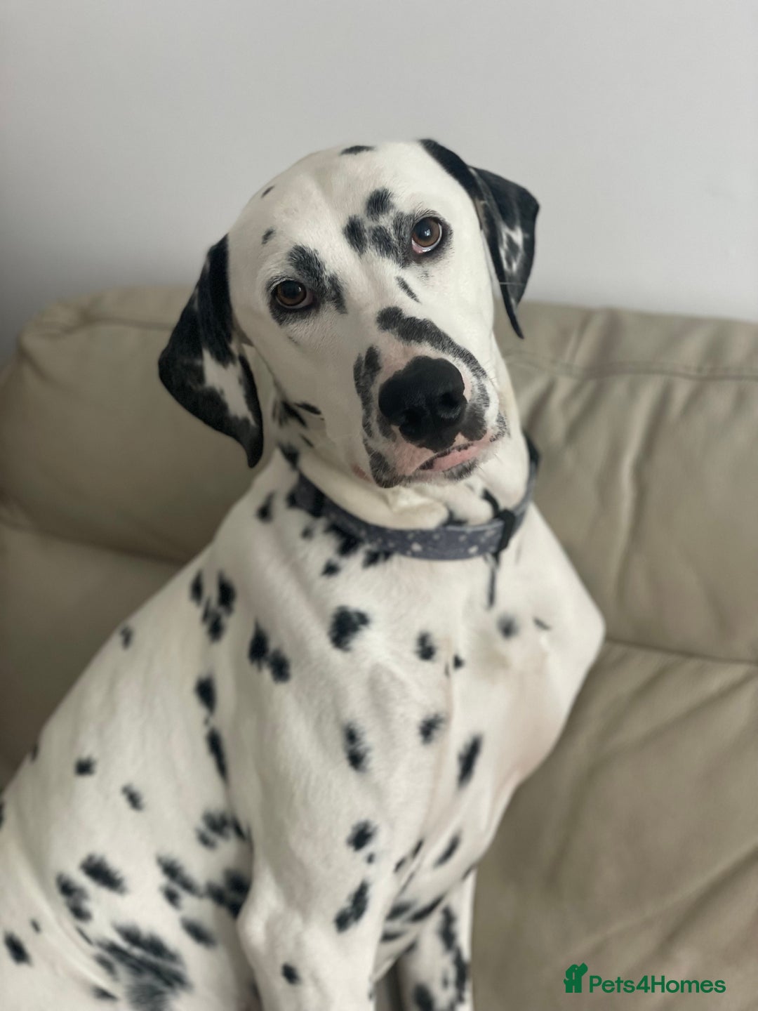 Dalmatian dogs for sale: Potential rehome - male LUA Dalmatian  - Advert 19