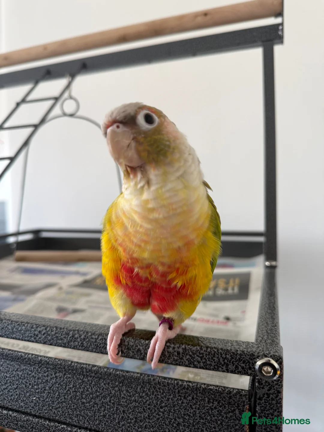Conures birds for sale: Pineapple conure  URGENT - Advert 2
