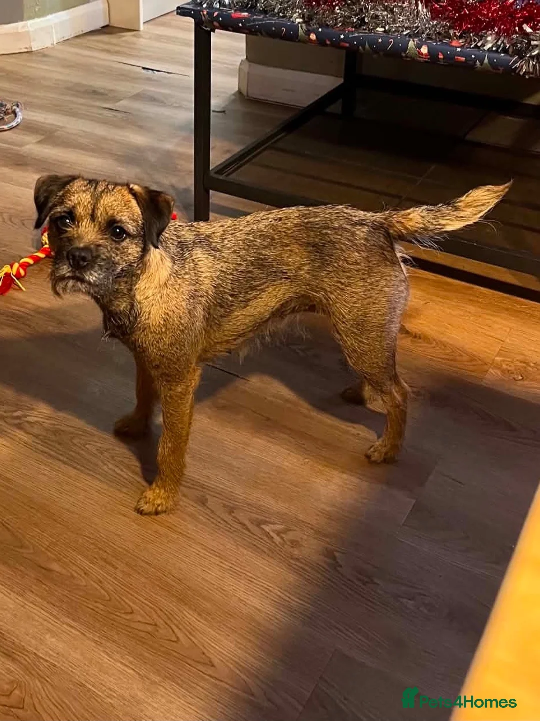 Border Terrier dogs for sale: Border Terrier Puppies - Advert 1