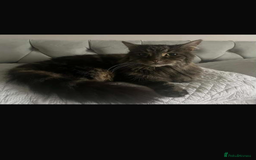 Maine Coon cats for sale: Maine coon x - Image 2