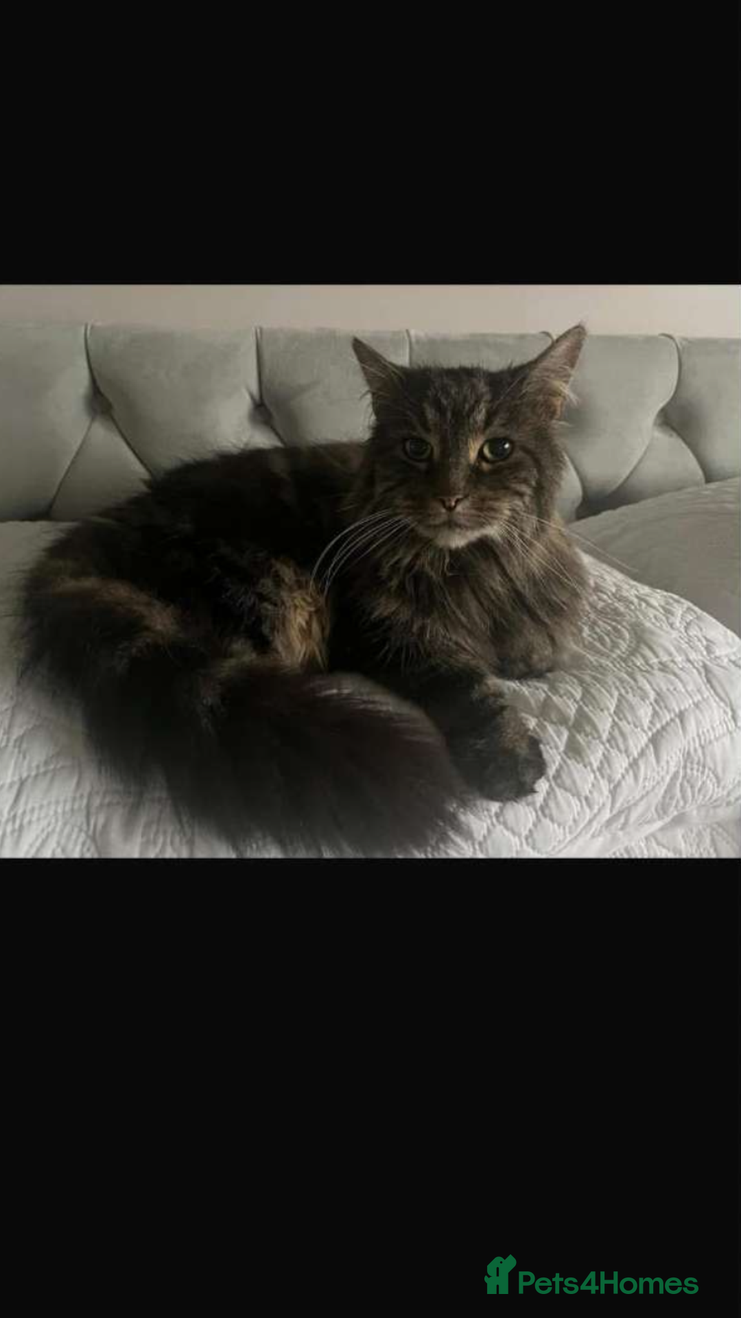 Maine Coon cats for sale: Maine coon x - Image 2