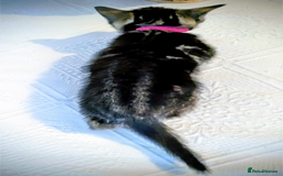 Bengal cats for sale: Beautiful Bengal x Mainecoon moggies - Image 5
