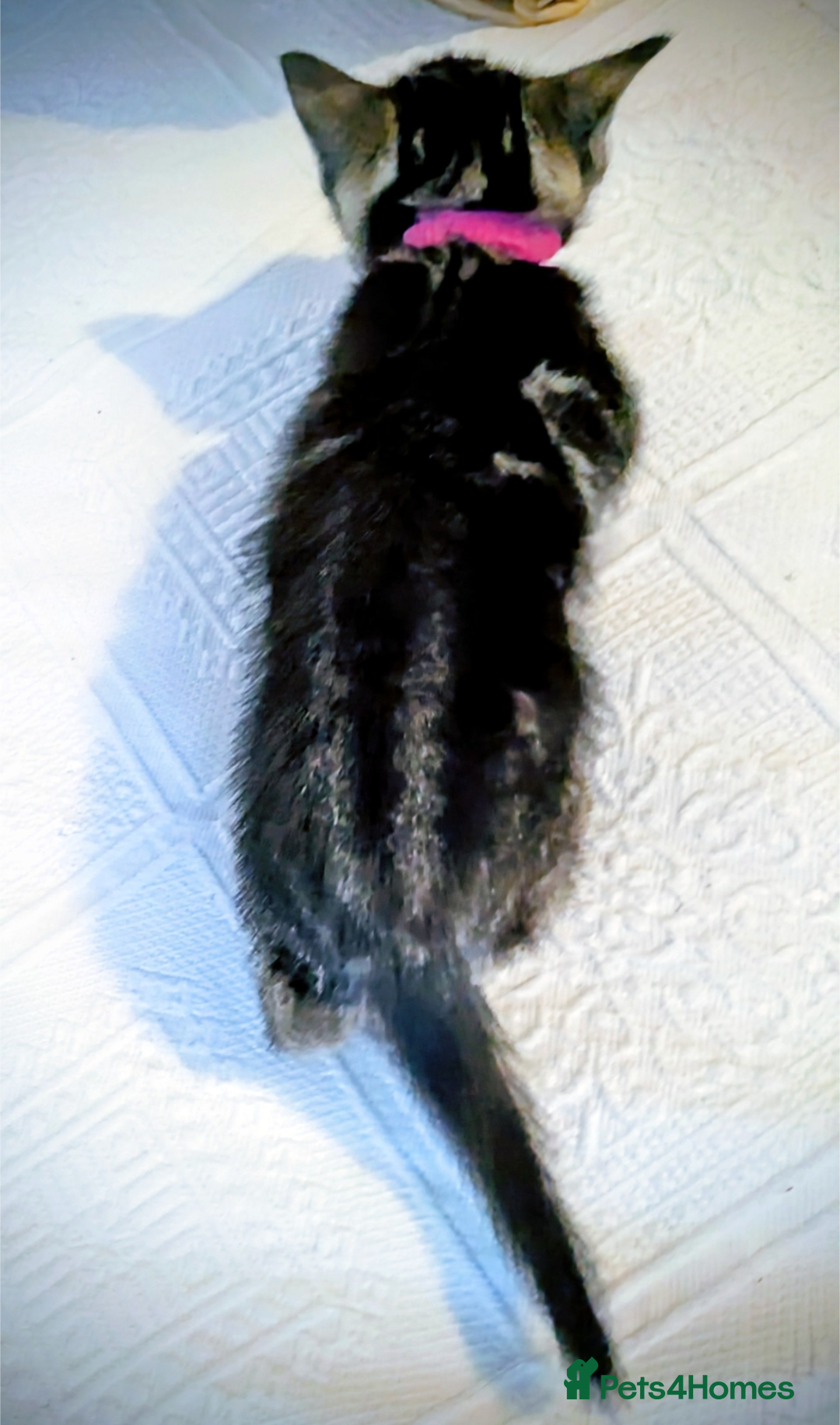 Bengal cats for sale: Beautiful Bengal x Mainecoon moggies - Image 5