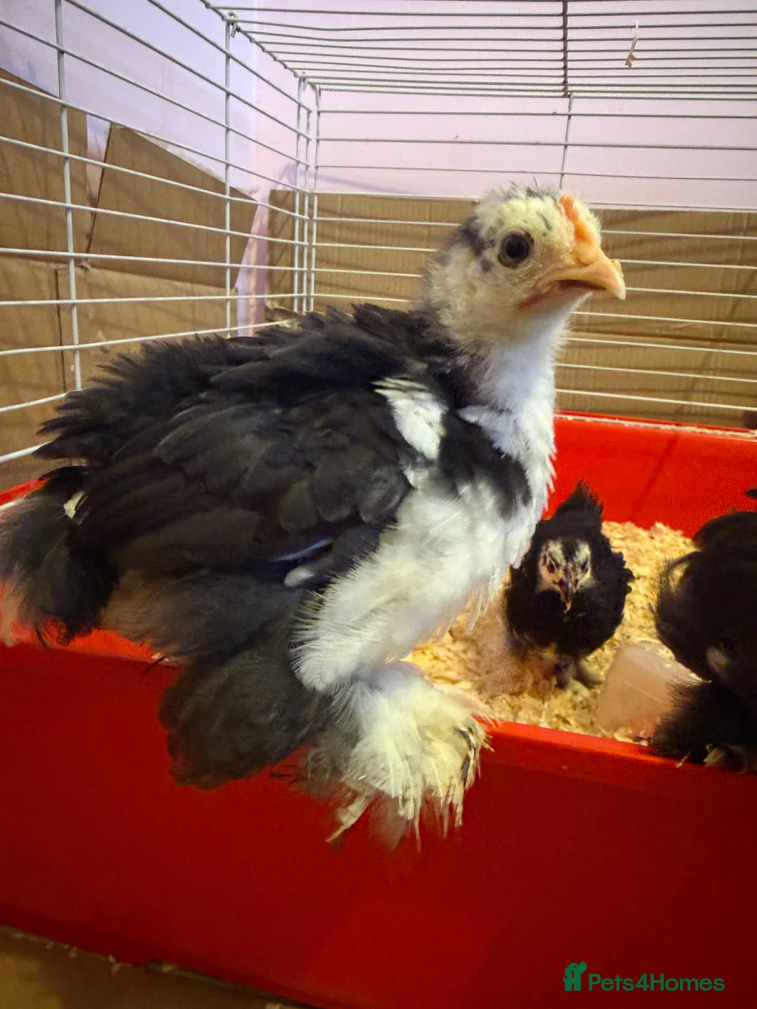 Chickens poultry for sale: Pekin bantam chicks  in Cardiff - Advert 2