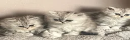 Persian cats for sale: Beautiful blue eyed Persian  - Advert 7