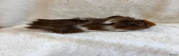 Guinea Pig rodents for sale: Funky and sheltie males  - Advert 4