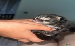 Mixed Breed cats for sale: Rare black blue eye bengal kittens - Image 2