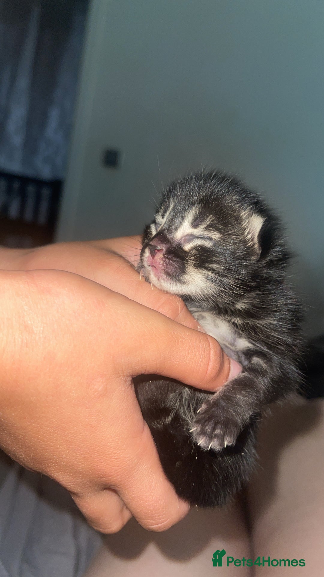 Mixed Breed cats for sale: Rare black blue eye bengal kittens - Image 2