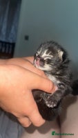 Mixed Breed cats - Advert 13