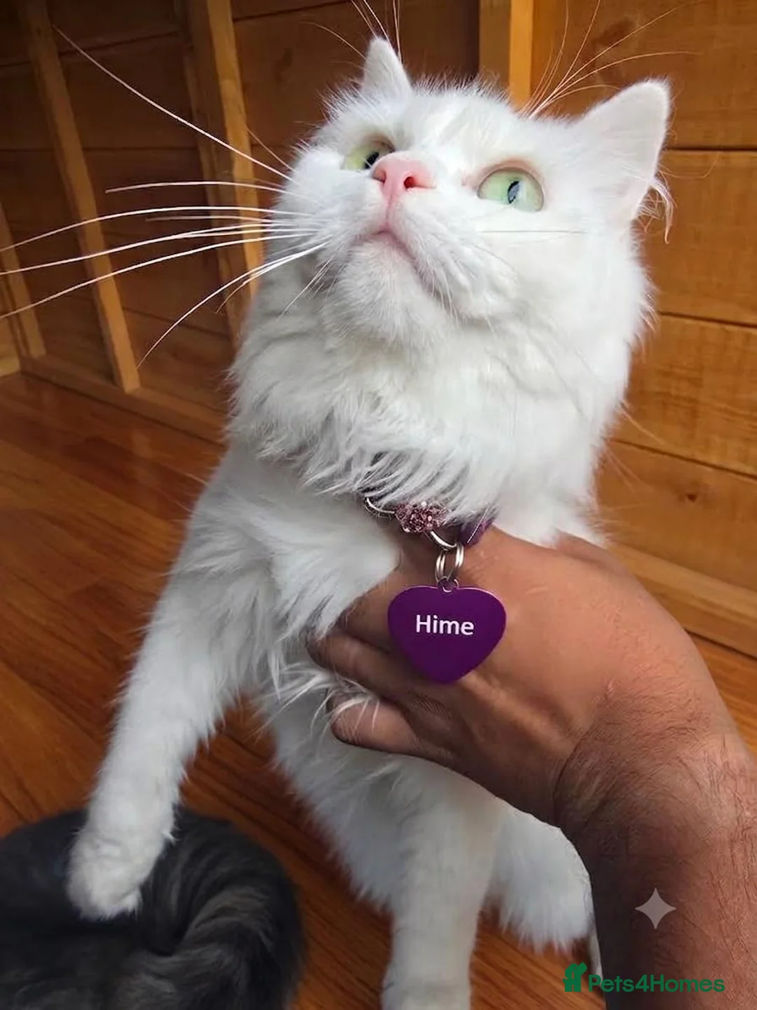 Siberian cats for sale: 3 Beautiful Siberian Kittens - Ready to leave now! - Advert 2