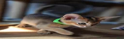 Abyssinian cats for sale: 🔥 TICA Registered Abyssinian Kittens - Advert 6