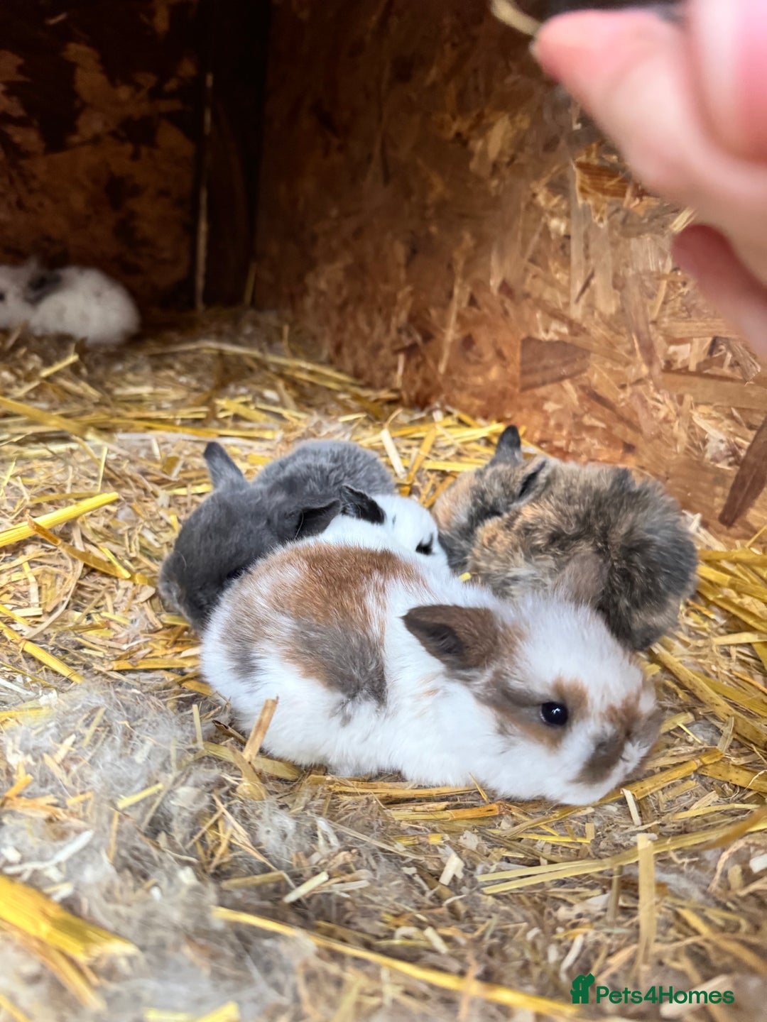 Mini Lop rabbits for sale: Mini lops - Advert 3