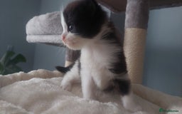 Mixed Breed cats for sale: Beautiful Kittens British ShorthairxRagdoll - Image 14