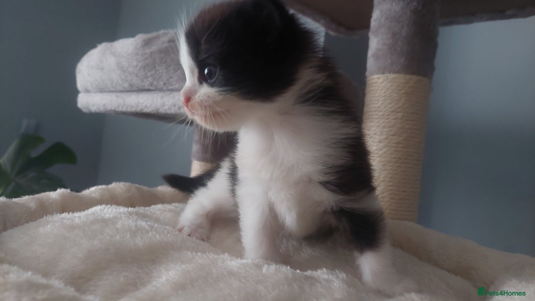 Mixed Breed cats for sale: Beautiful Kittens British ShorthairxRagdoll - Image 14