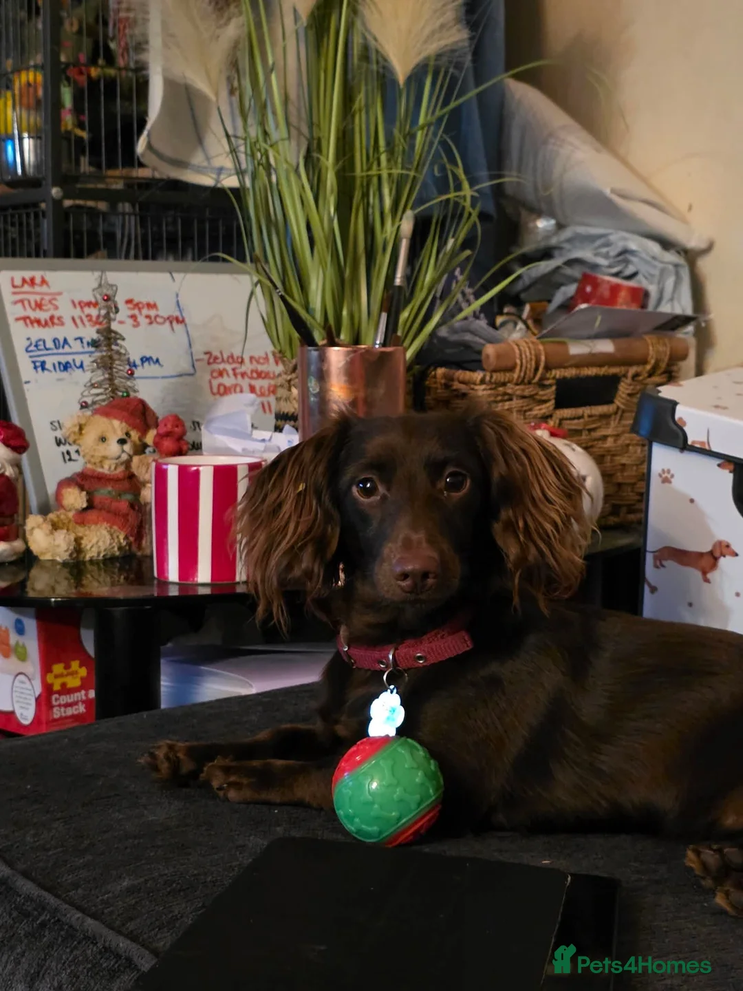 Mixed Breed dogs for sale: Unfortunately selling my ruby  - Advert 8