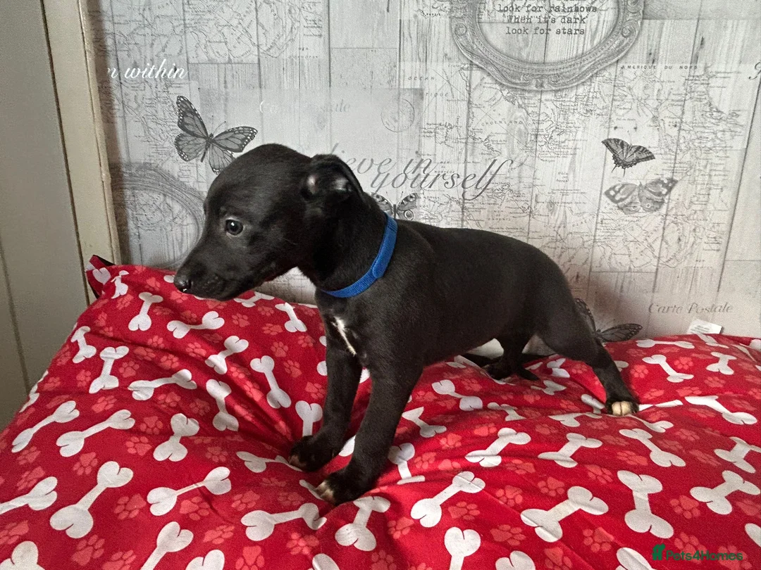 Whippet dogs for sale: Quality KC registered Whippet puppies  - Advert 1
