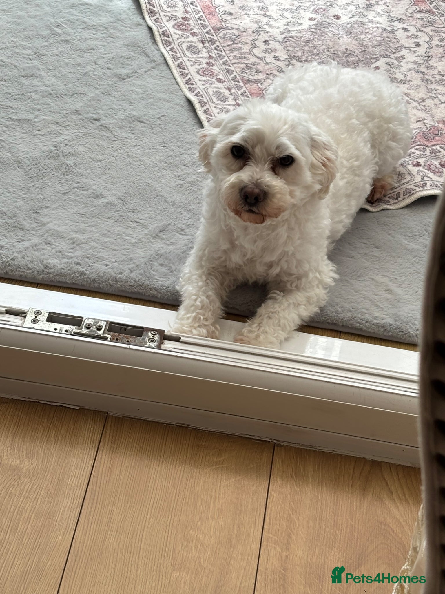 Mixed Breed dogs Bichon Maltese  - Advert 1