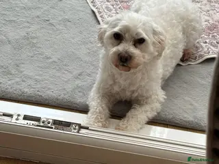 Mixed Breed dogs Bichon Maltese - Advert 1