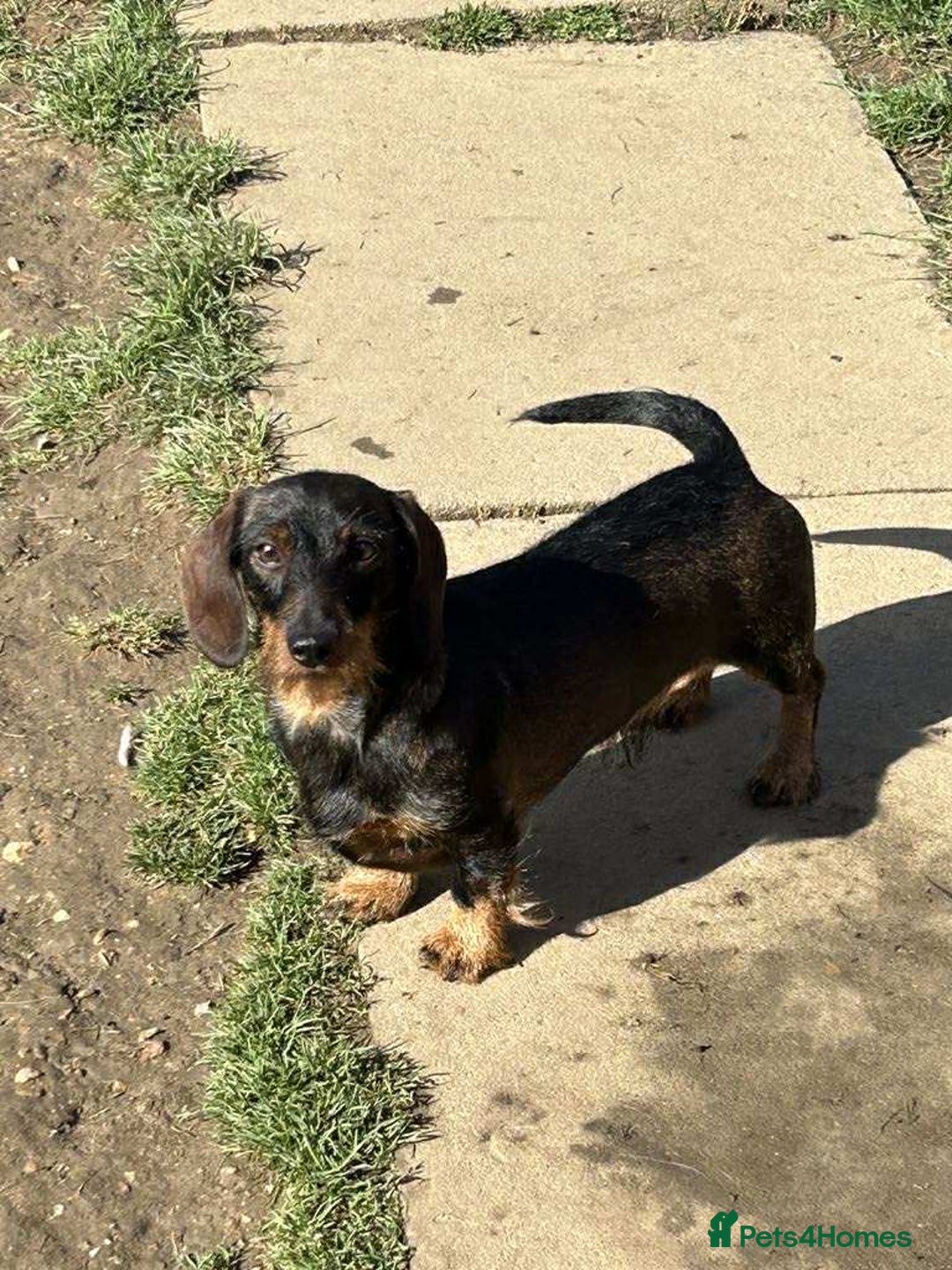 Miniature Dachshund dogs for sale: Wire haired puppies! Boys and girls - Advert 8