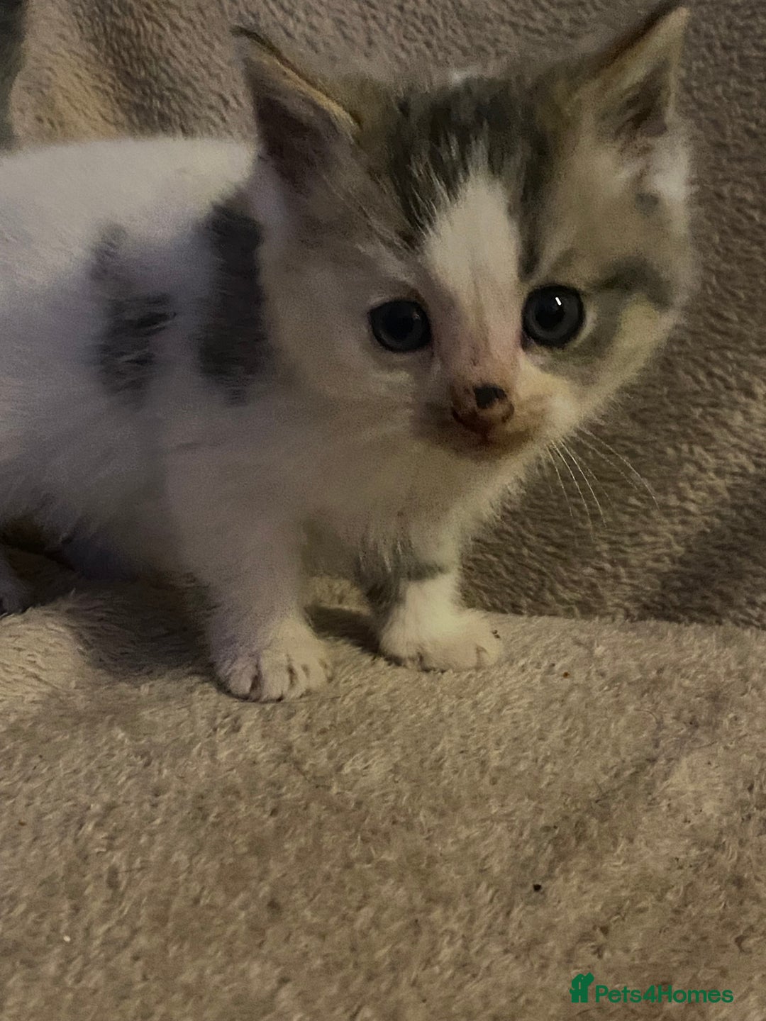 British Longhair cats for sale: Lovely Kittens - Advert 12