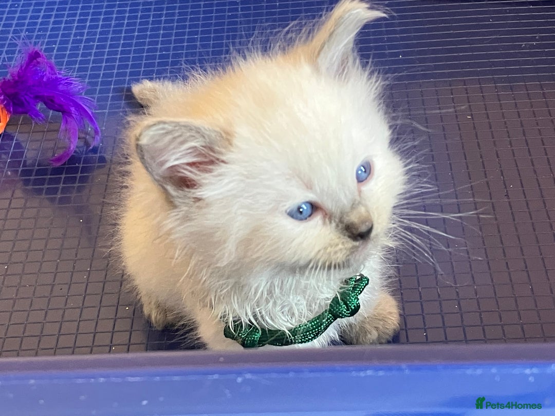 Ragdoll cats for sale: GCCF registered ChampionBloodline 5GENpedigree BSH - Image 10