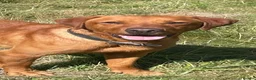 Labrador Retriever dogs for sale: Stunning male true fox red lab  in Warwick - Advert 9