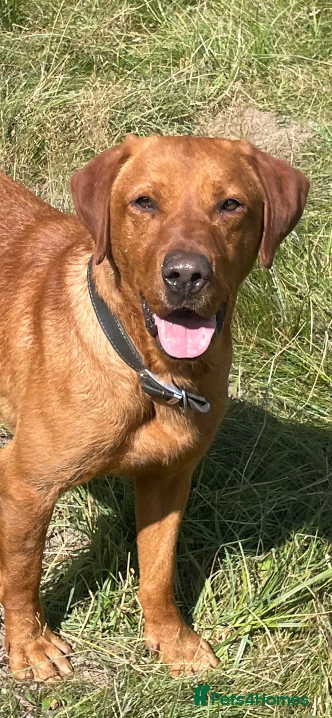 Labrador Retriever dogs for sale: Stunning male true fox red lab  in Warwick - Advert 9