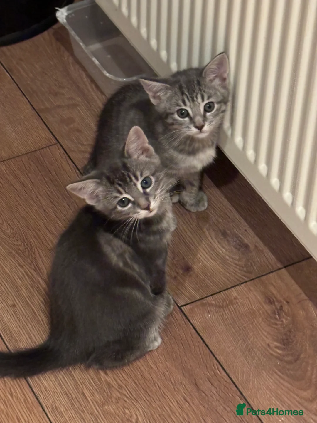 Domestic Shorthair cats for sale: Beautiful grey kittens available from 15 February  - Advert 9
