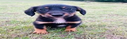 Mixed Breed dogs for sale: 🐾 Gorgeous Cocker × Border Collie Puppies 🌟 in Corwen - Advert 9