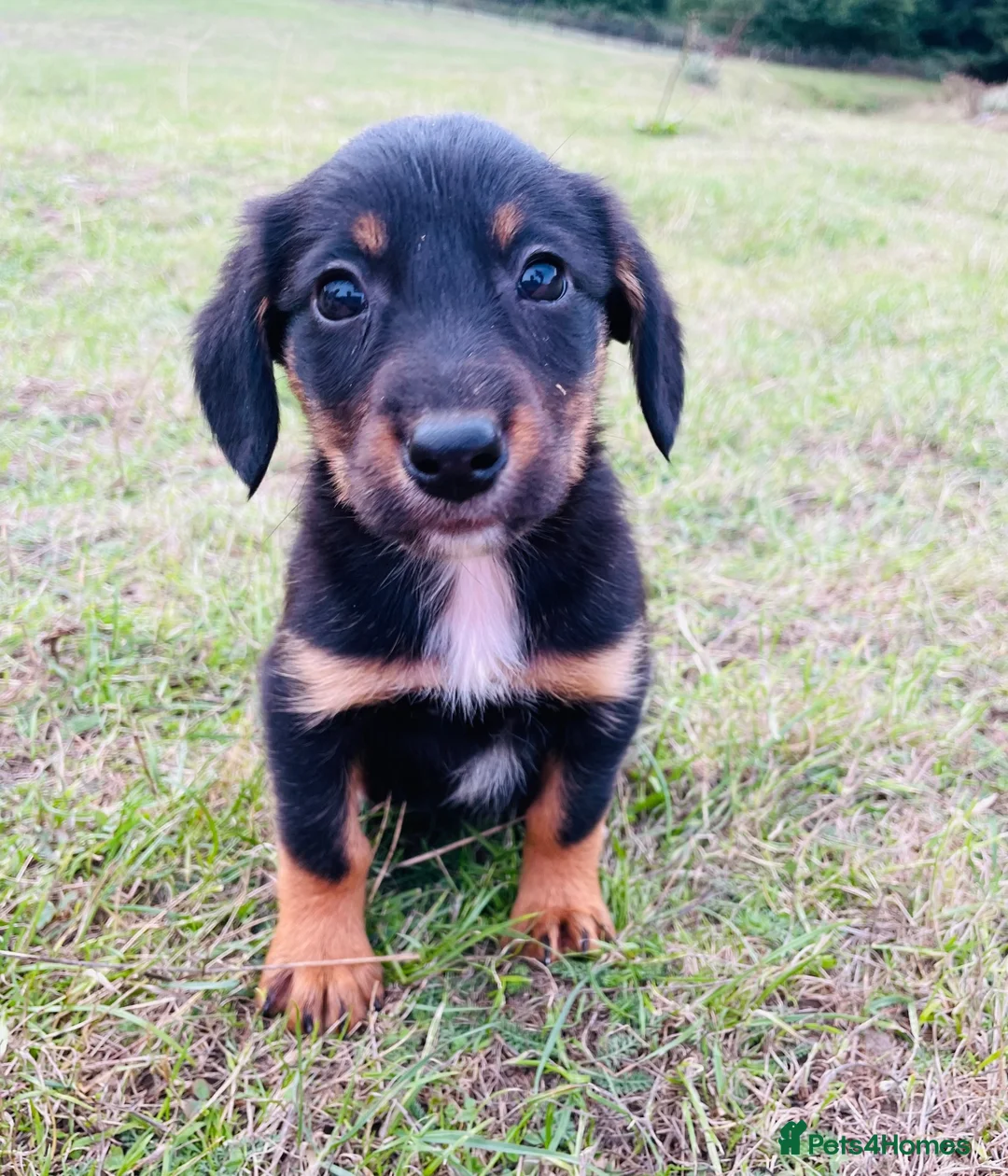 Mixed Breed dogs for sale: 🐾 Gorgeous Cocker × Border Collie Puppies 🌟 in Corwen - Advert 9