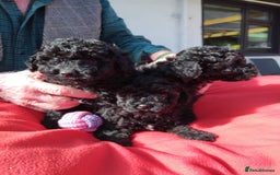 Poochon dogs for sale: POOCHON PUPPIES IN NORTHERN IRELAND - Image 2