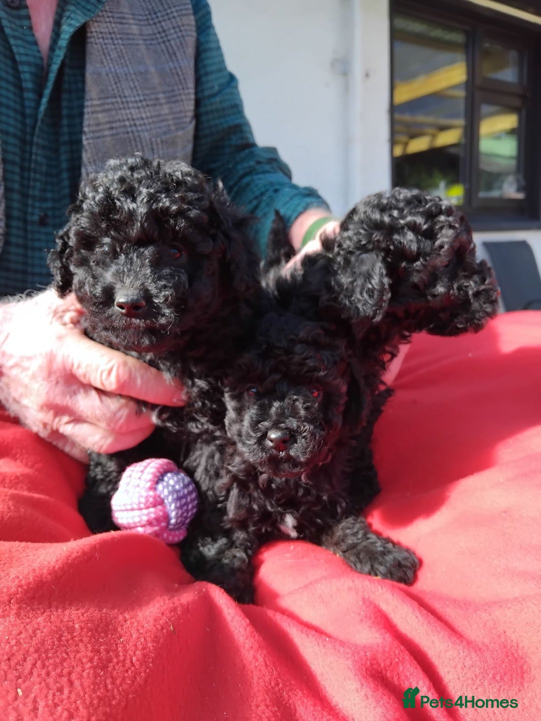 Poochon dogs for sale: POOCHON PUPPIES IN NORTHERN IRELAND - Image 2