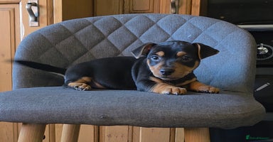 Jack Russell dogs - Advert 13