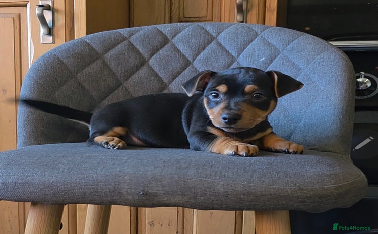 Jack Russell dogs - Advert 4
